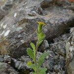 Attēlu rezultāti vaicājumam “Senecio viscosus fruit”