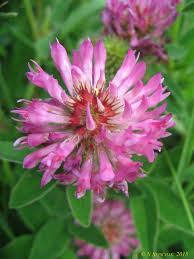 Attēlu rezultāti vaicājumam “Trifolium medium”