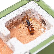 Image result for ytong ants