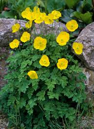 Image result for Scheinmohn