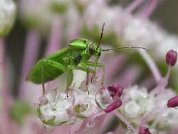 Attēlu rezultāti vaicājumam “Orthops campestris”
