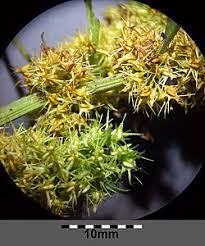 Attēlu rezultāti vaicājumam “Rumex maritimus fruit”