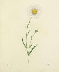 Image result for Chrysanthemum leucanthemum