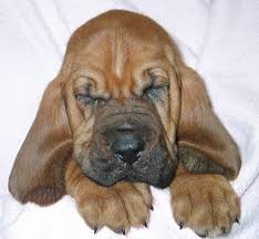 Image result for Carlisle BloodHounds