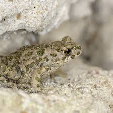 Attēlu rezultāti vaicājumam “Pseudepidalea viridis”