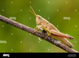 Attēlu rezultāti vaicājumam “Chrysochraon dispar”