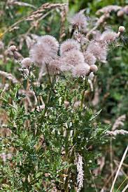 Attēlu rezultāti vaicājumam “Cirsium arvense leaf”