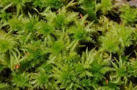 Attēlu rezultāti vaicājumam “Sphagnum squarrosum”