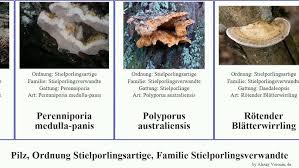 Attēlu rezultāti vaicājumam “Perenniporia medulla-panis”