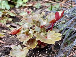 Attēlu rezultāti vaicājumam “Saxifraga cymbalaria fruit”