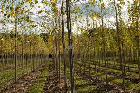 Attēlu rezultāti vaicājumam “Populus simonii”