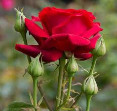 Image result for Red Rose Cc