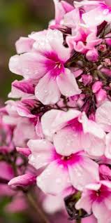 Image result for Phlox paniculata `Bright Eyes`