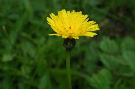 Attēlu rezultāti vaicājumam “Leontodon hispidus”