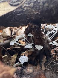 Attēlu rezultāti vaicājumam “Delicatula integrella”