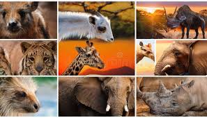 Attēlu rezultāti vaicājumam “Artiodactyla”