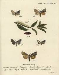 Attēlu rezultāti vaicājumam “Craniophora ligustri imago”