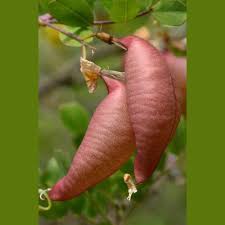 Image result for Colutea x media (arborescens x orientalis)