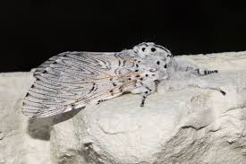 Attēlu rezultāti vaicājumam “Cerura vinula imago”