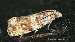 Attēlu rezultāti vaicājumam “Orthotaenia undulana”