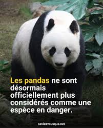 Résultat de recherche d'images pour "pandas"