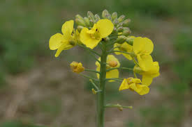 Attēlu rezultāti vaicājumam “Brassica napus flower”