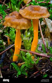 Attēlu rezultāti vaicājumam “Cantharellus lutescens”