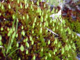 Attēlu rezultāti vaicājumam “Seligeria campylopoda sporophyte”