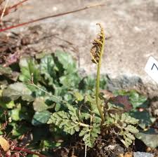 Attēlu rezultāti vaicājumam “Botrychium multifidum”