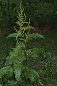 Attēlu rezultāti vaicājumam “Rumex obtusifolius”