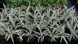 Attēlu rezultāti vaicājumam “Dianemataceae”