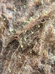 Attēlu rezultāti vaicājumam “Chaenotheca brachypoda”