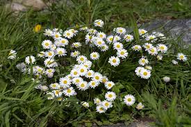 Image result for Bellis perennis
