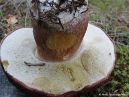 Attēlu rezultāti vaicājumam “Boletus pinophilus”