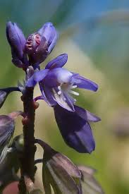 Attēlu rezultāti vaicājumam “Polygala amarella leaf”