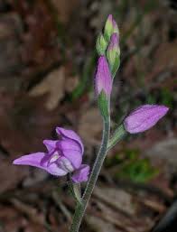 Attēlu rezultāti vaicājumam “Cephalanthera rubra leaf”