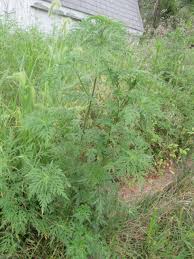 Attēlu rezultāti vaicājumam “Ambrosia artemisiifolia fruit”