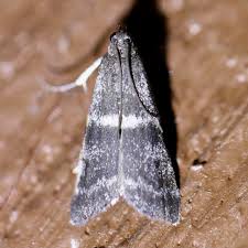 Attēlu rezultāti vaicājumam “Apomyelois bistriatella”