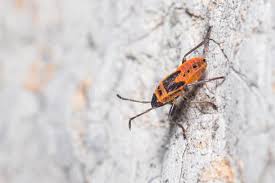 Attēlu rezultāti vaicājumam “Pyrrhocoris apterus nymph”