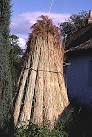 Reeds for Thatching. The extensive reed beds in the estuary of the River Tay - via Daymix