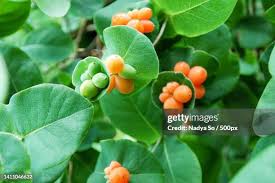 Attēlu rezultāti vaicājumam “Lonicera caprifolium fruit”