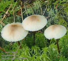 Attēlu rezultāti vaicājumam “Mycena zephirus”