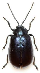 Attēlu rezultāti vaicājumam “Agelastica alni”