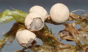 Attēlu rezultāti vaicājumam “Diderma montanum stalked”