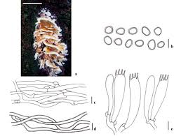 Attēlu rezultāti vaicājumam “Serpoleskea subtilis”