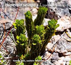 Attēlu rezultāti vaicājumam “Huperzia selago”