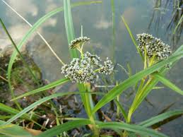 Attēlu rezultāti vaicājumam “Scirpus sylvaticus”
