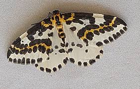 Attēlu rezultāti vaicājumam “Abraxas grossulariata larva”