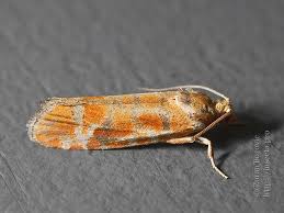 Attēlu rezultāti vaicājumam “Rhyacionia pinicolana”