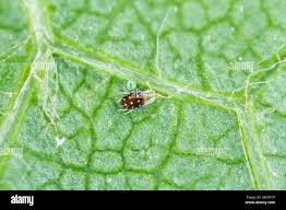 Attēlu rezultāti vaicājumam “Panonychus”